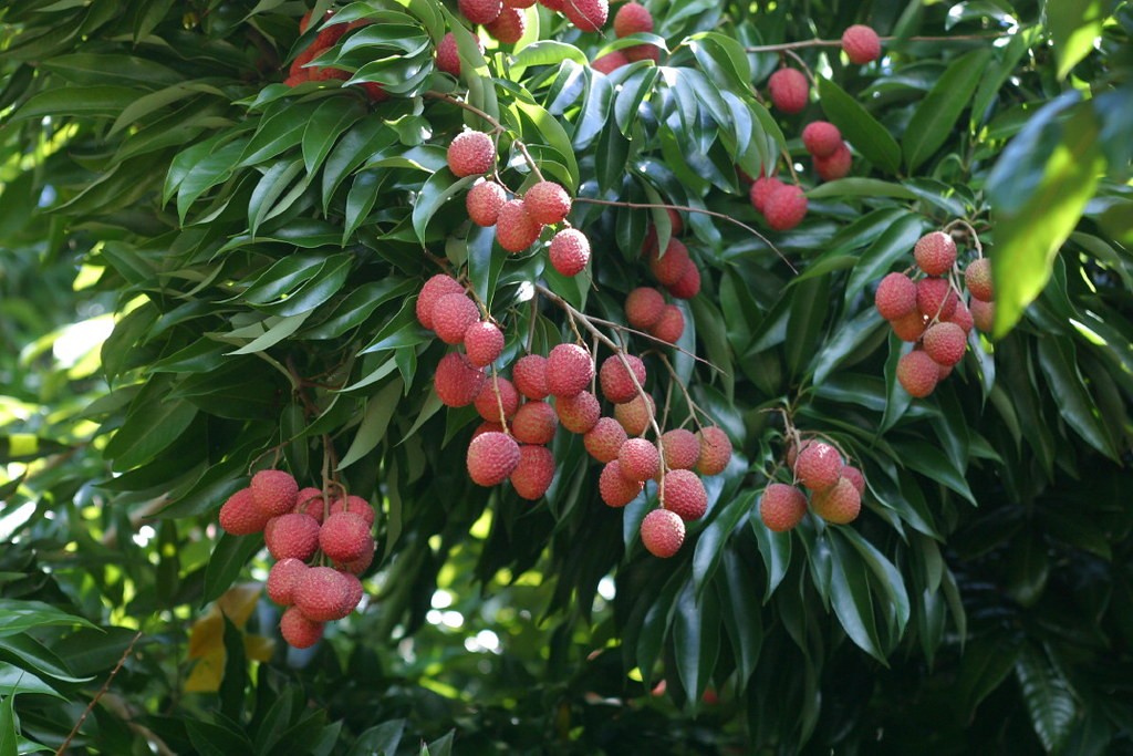 Lychee