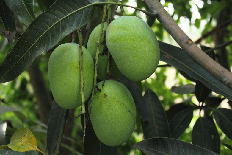 Mango Tree