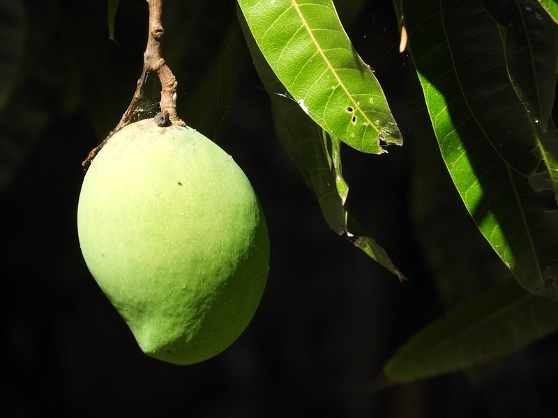 Mango Trees