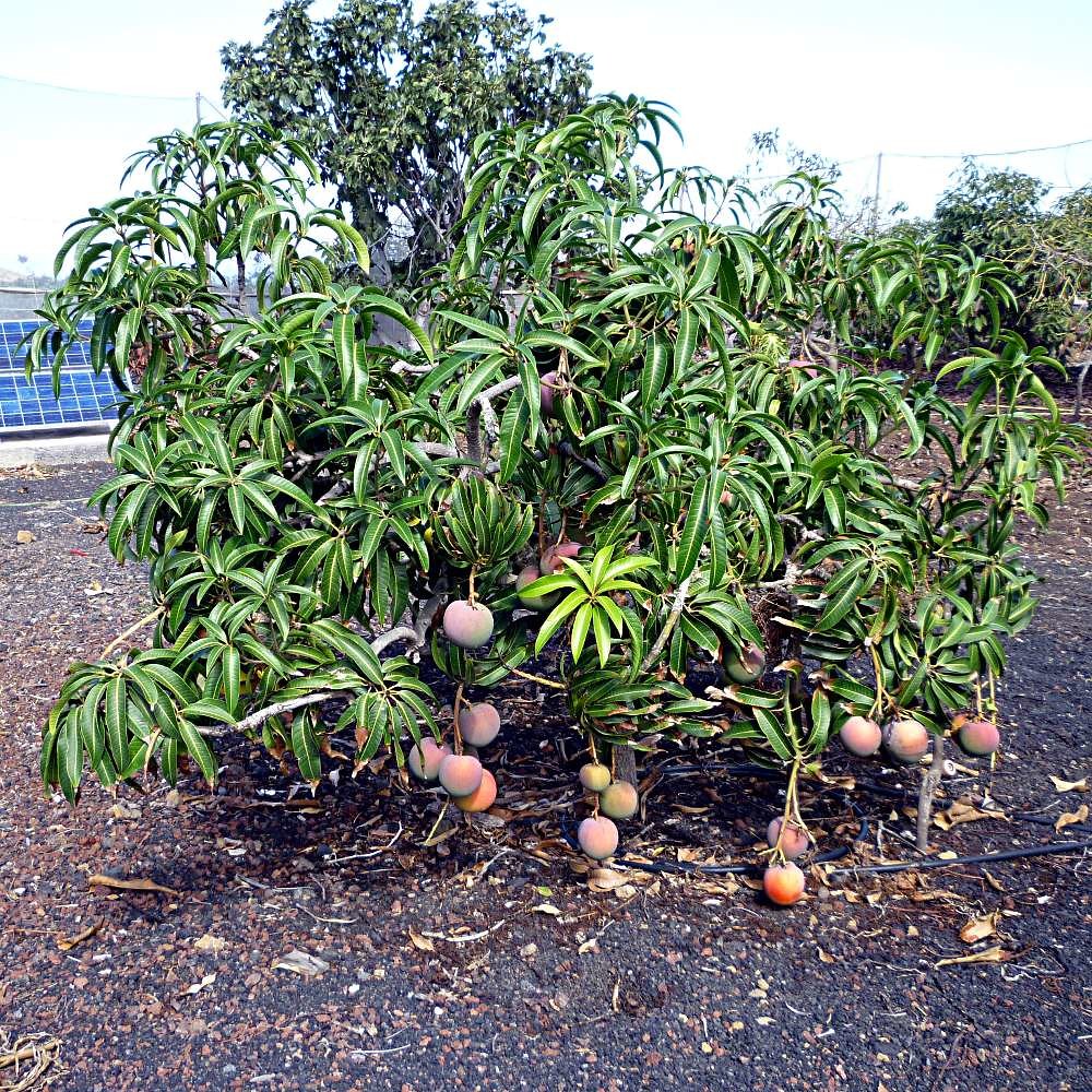 Top 7 Small Fruit Trees to Grow in Florida: Easy And Fast Growing Varieties 2 Small Fruit Trees to Grow in Florida