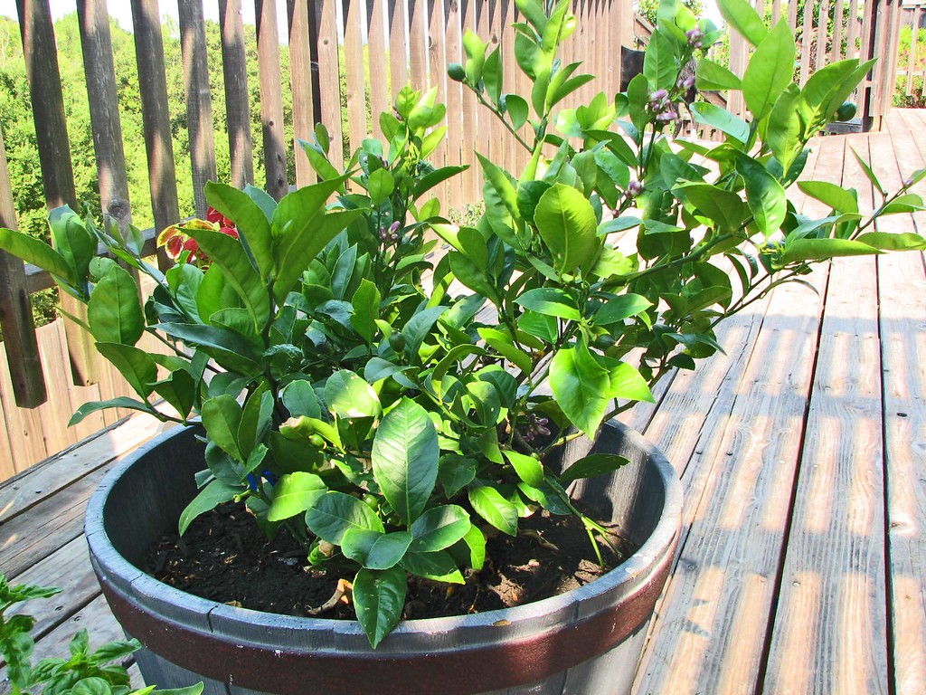 Top 7 Small Fruit Trees to Grow in Florida: Easy And Fast Growing Varieties 3 Small Fruit Trees to Grow in Florida