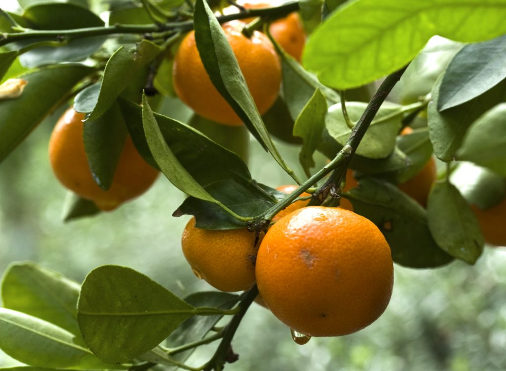 best fruit trees for zone 9B California