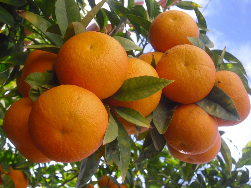 Oranges Tree