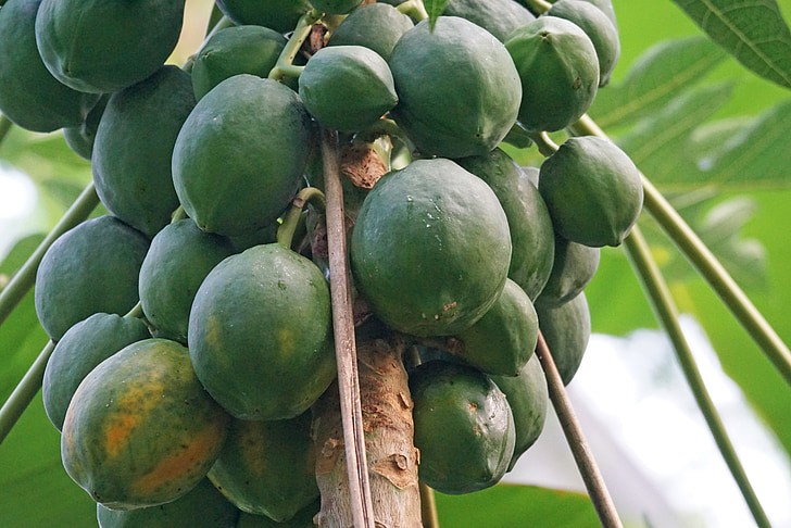 Papaya Tree