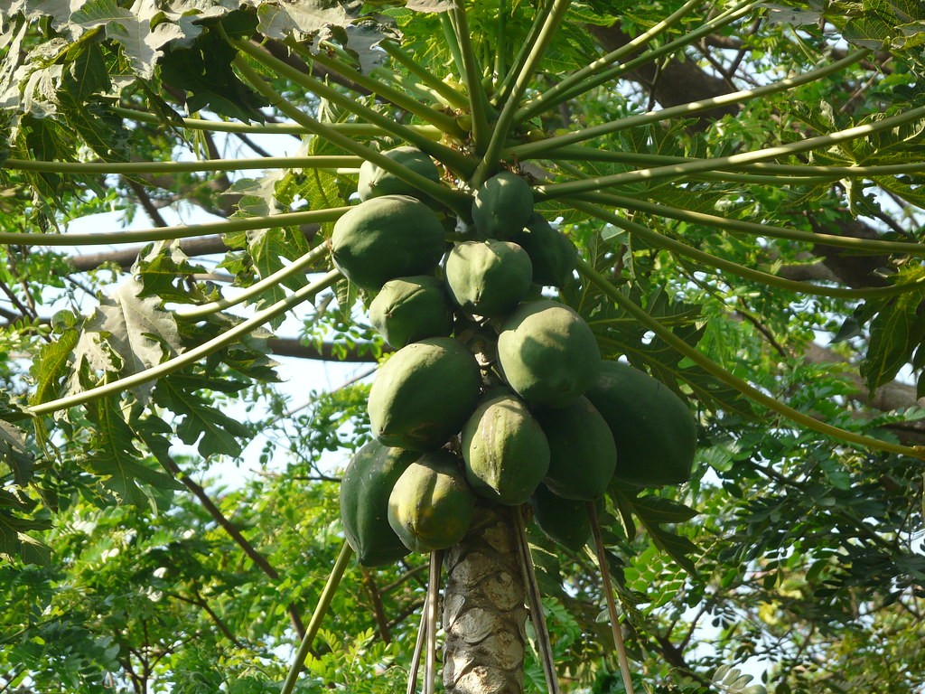 Papaya tree