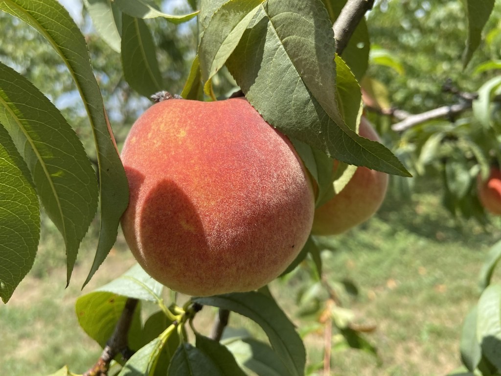 Peach