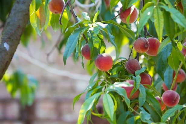what fruits grow in zone 9b