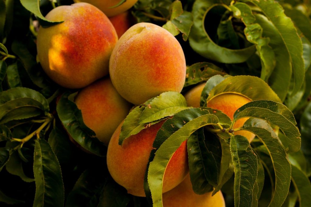 When to Plant Fruit Trees in Texas