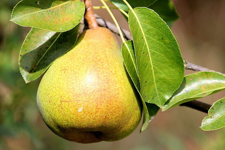 Best Fruit Trees to Grow in East Texas
