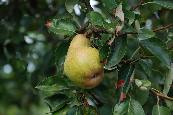 Pear Trees