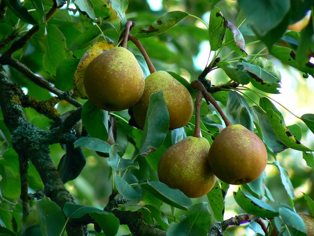 When to Plant Fruit Trees in Texas