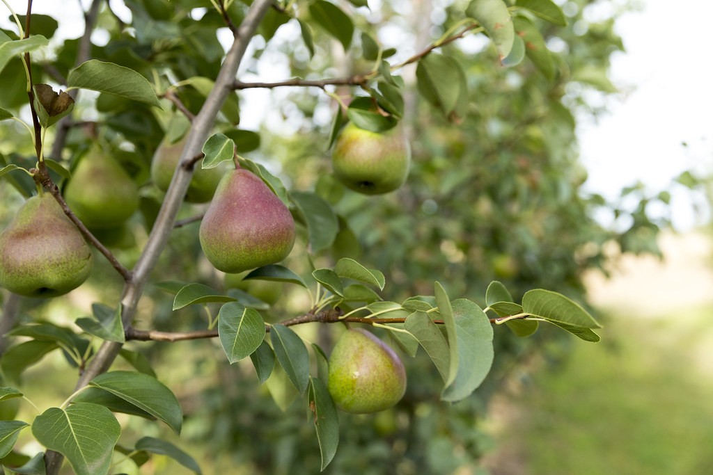 what fruit trees grow well in zone 8a