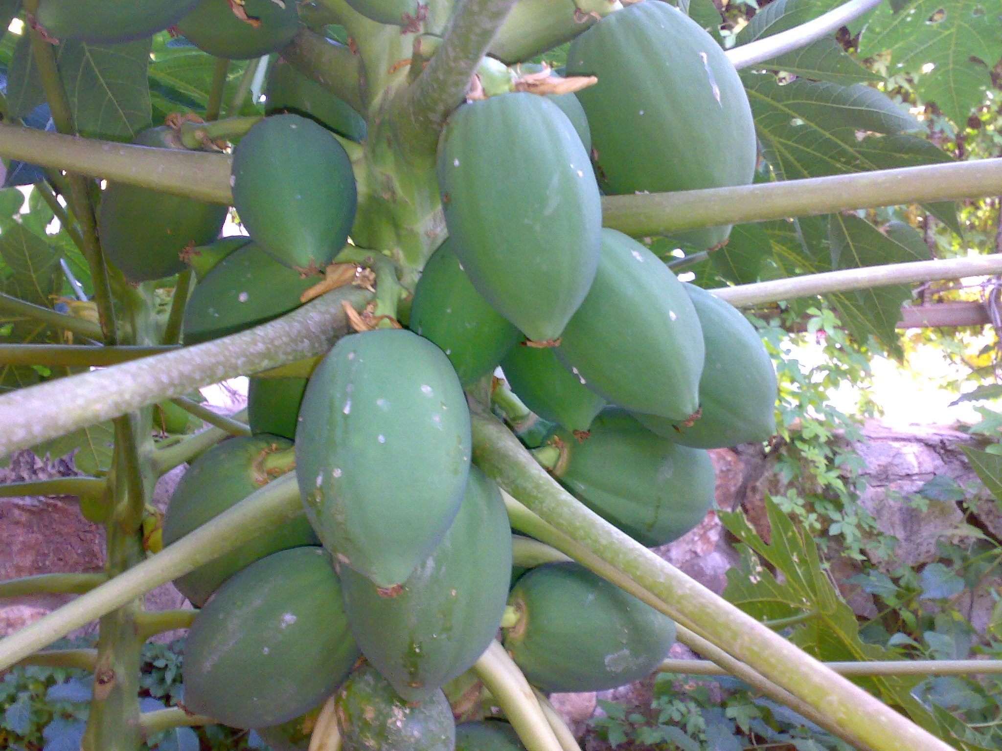 fruit trees for zone 9b California