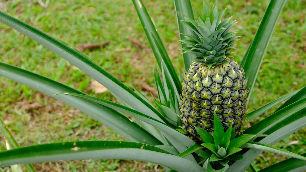 Pineapple tree