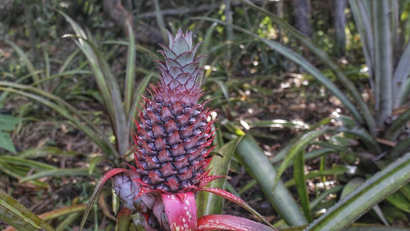 Difference Between Tropical And Exotic Fruits