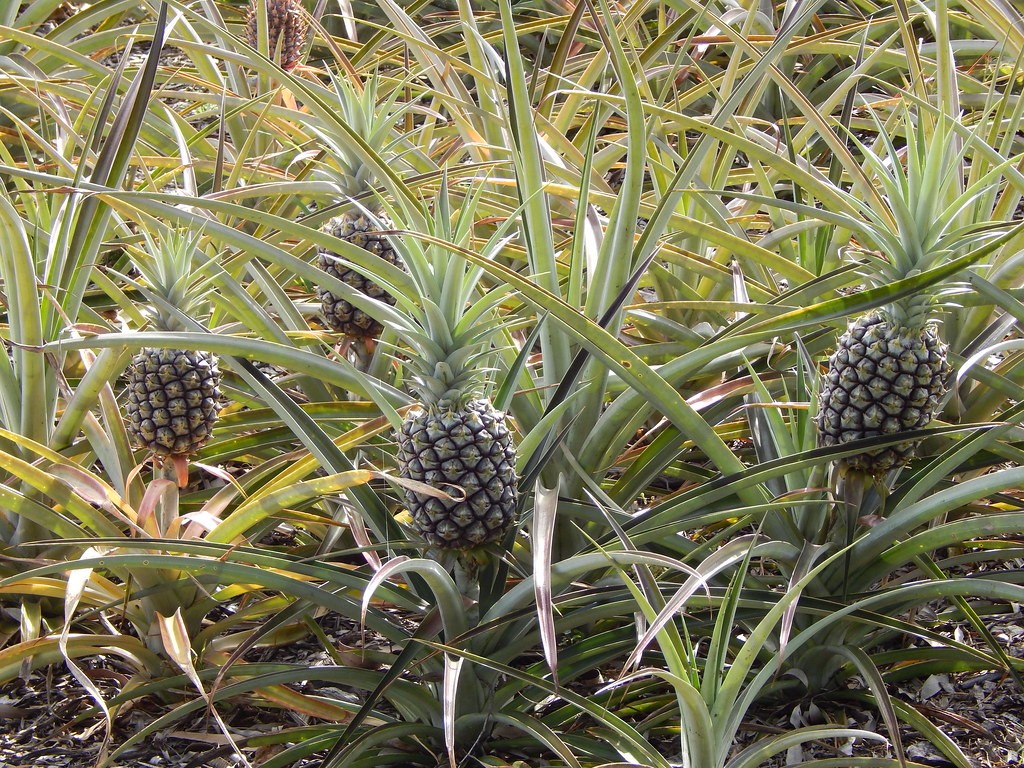 Pineapples