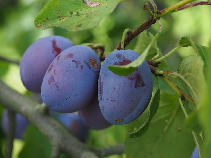 Plum Fruit Trees