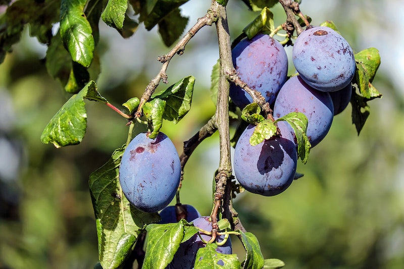best fruit trees to grow in Georgia