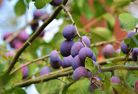 Best Fruit Trees to Grow in South Georgia