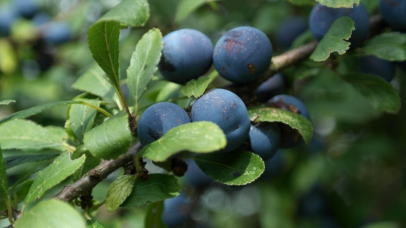 Best Fruit Trees to Grow in Northeast Florida