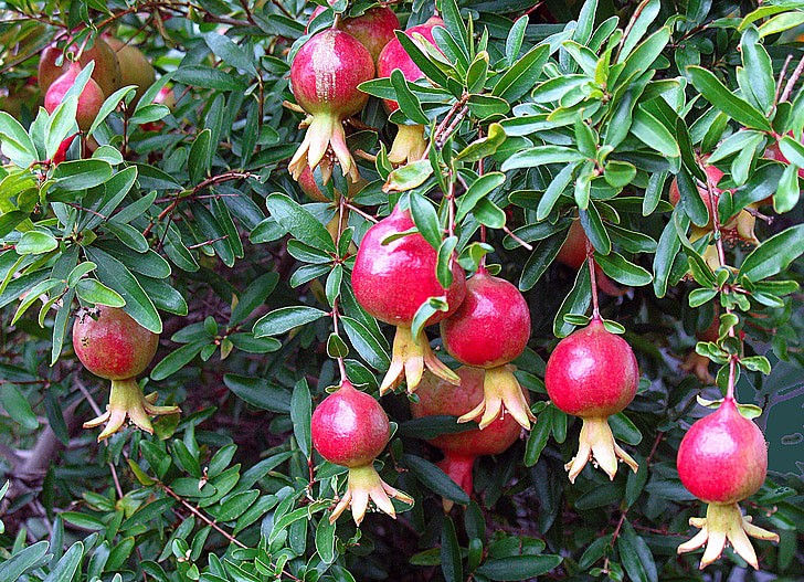 what fruit trees grow in zone 9b