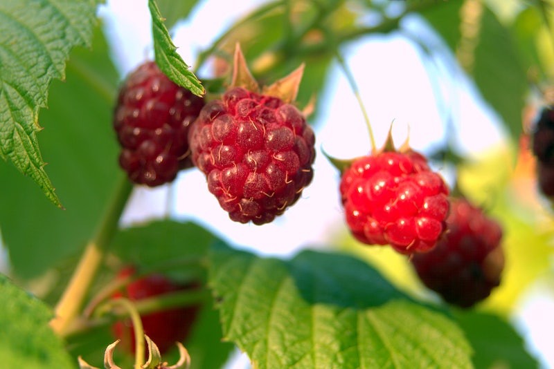 raspberries