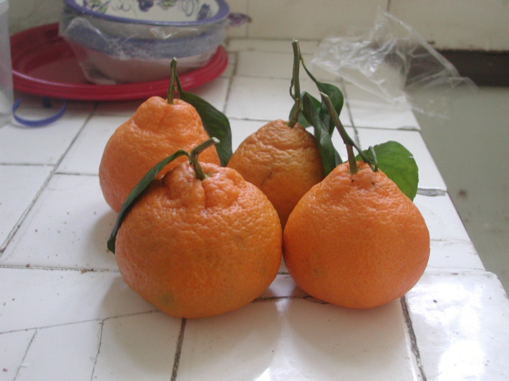 
small fruit trees to grow in florida