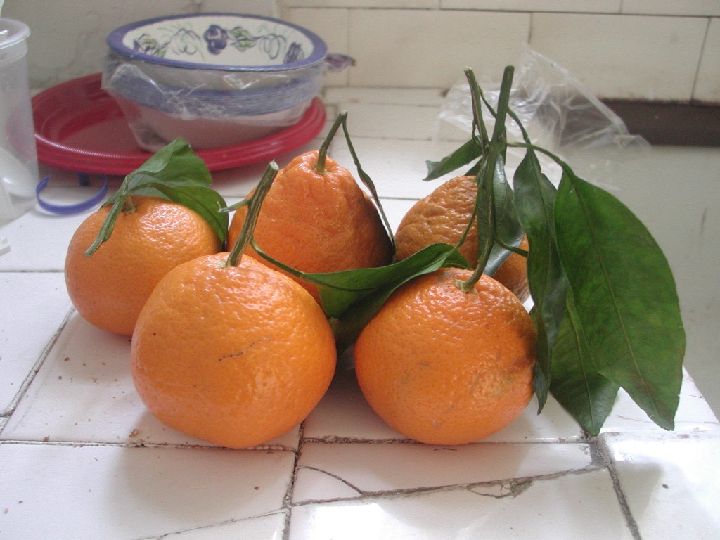 When to Plant Fruit Trees in North Texas