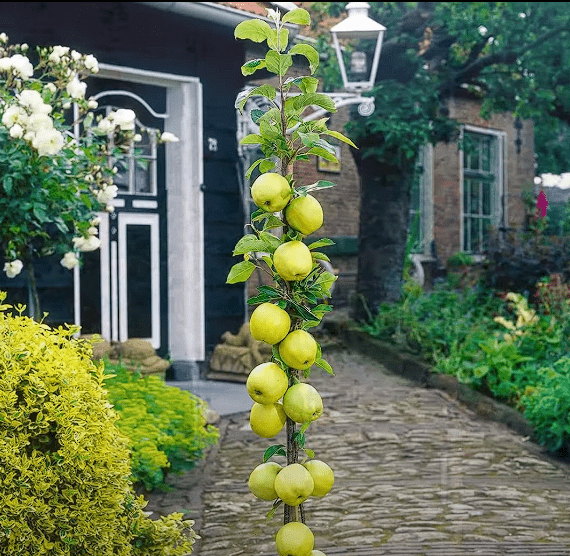 Columnar Fruit Trees