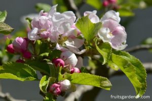 Self-Pollinating Fruit Trees Zone 8 1 Self-Pollinating Fruit Trees Zone 8 (1)