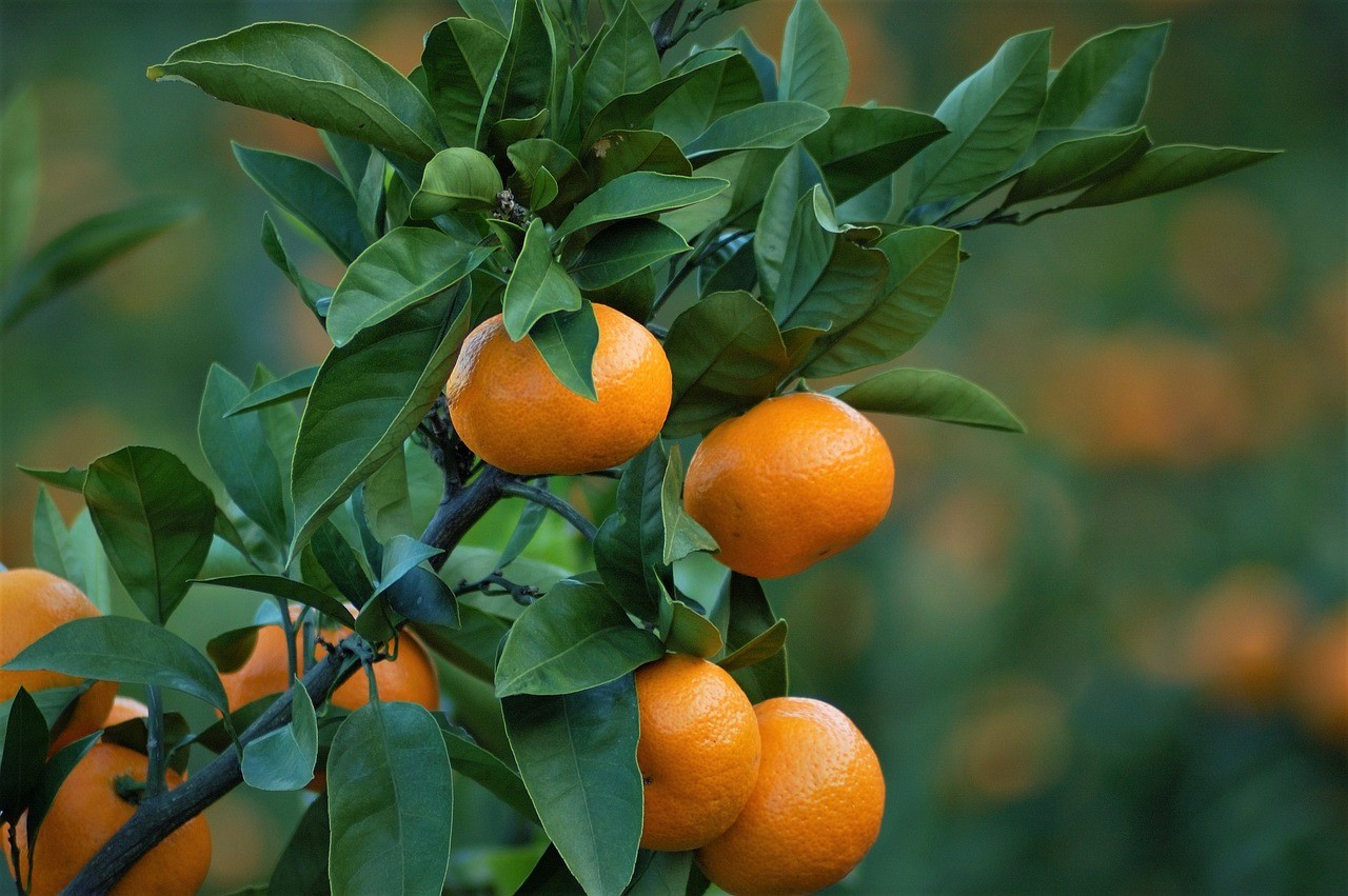 Best Tropical Fruits to Grow Indoors