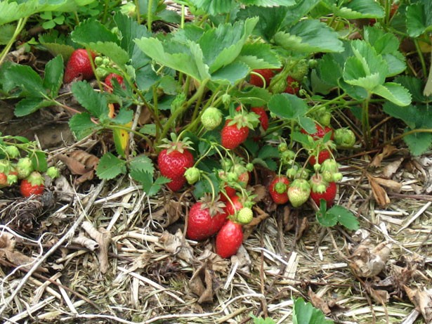 Strawberries