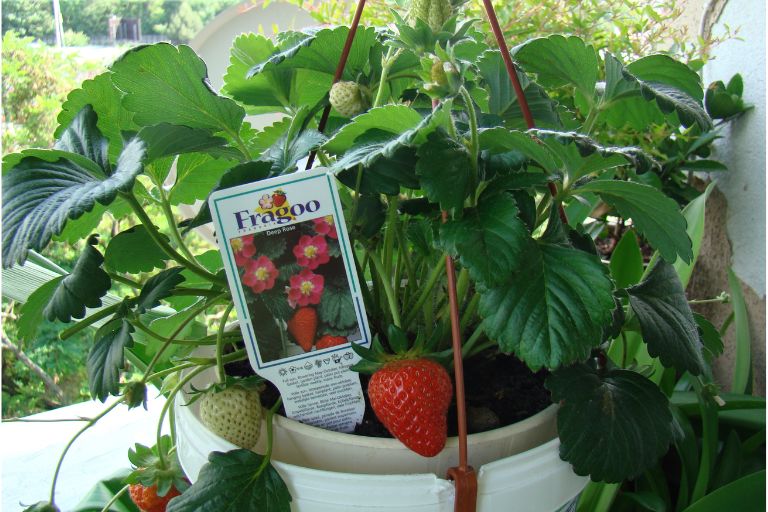 Strawberry Plants