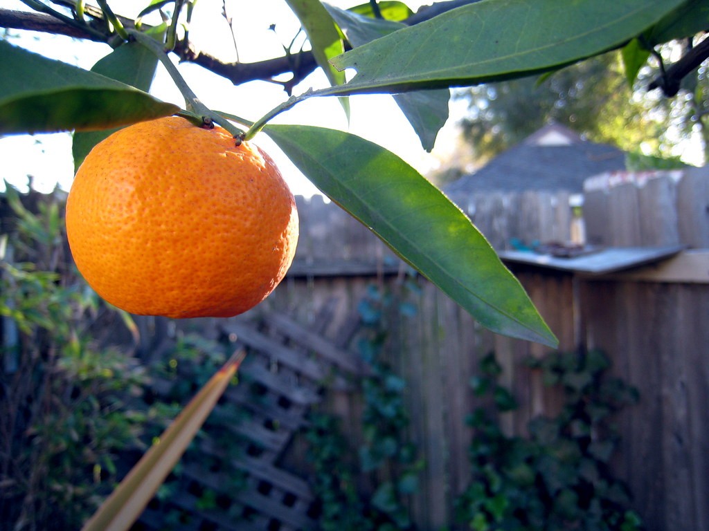 Small Fruit Trees to Grow in Florida