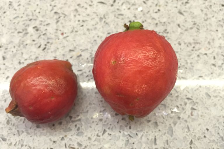 When to Plant Fruit Trees in North Texas