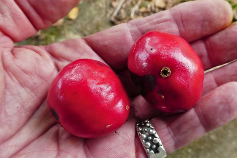 When to Plant Fruit Trees in North Texas