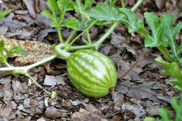 When to Plant Fruit Trees in Texas