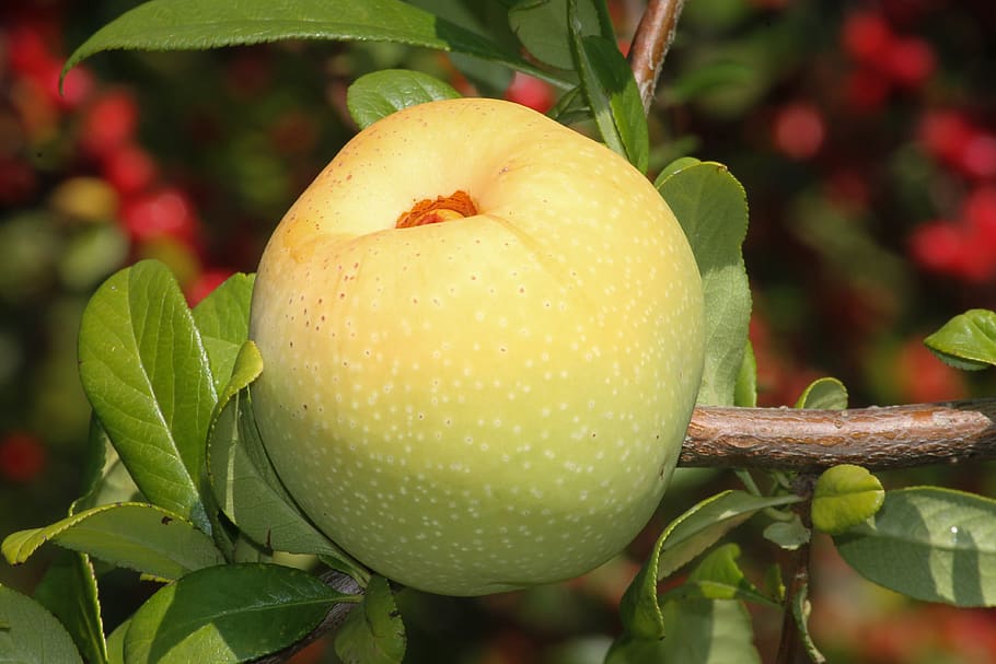 Best Fruit Trees for Containers Southern California