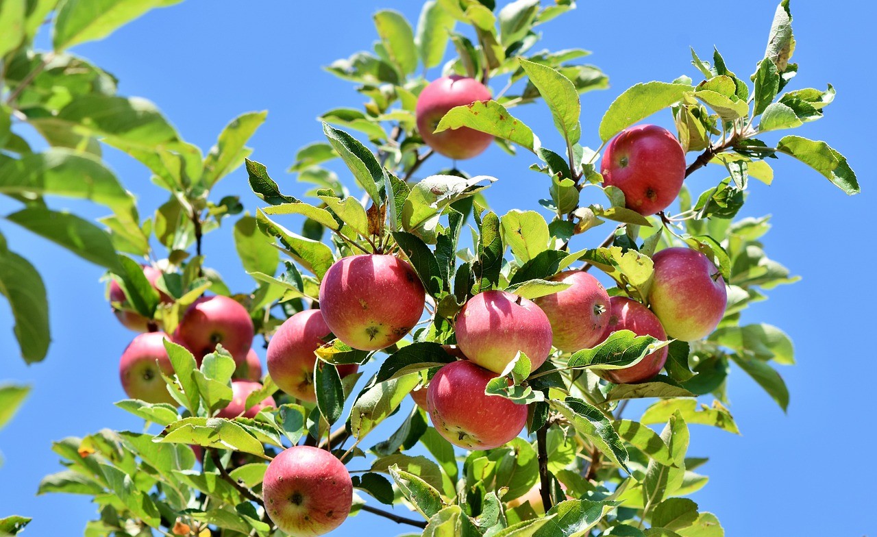 Best Fruit Trees for Small Spaces Uk