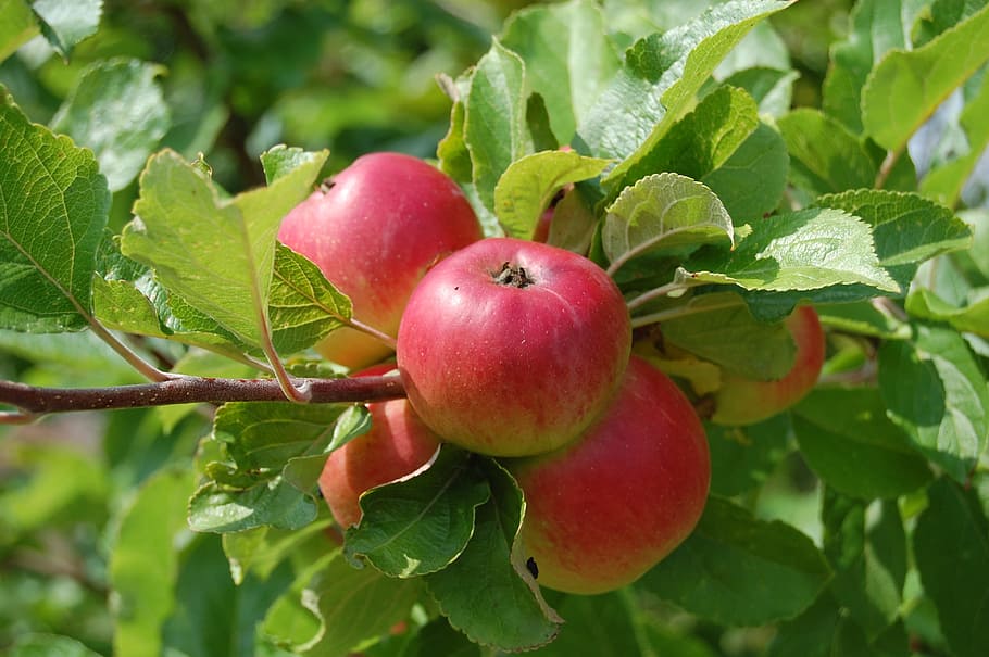 Best Fruit Trees to Grow in Austin Texas
