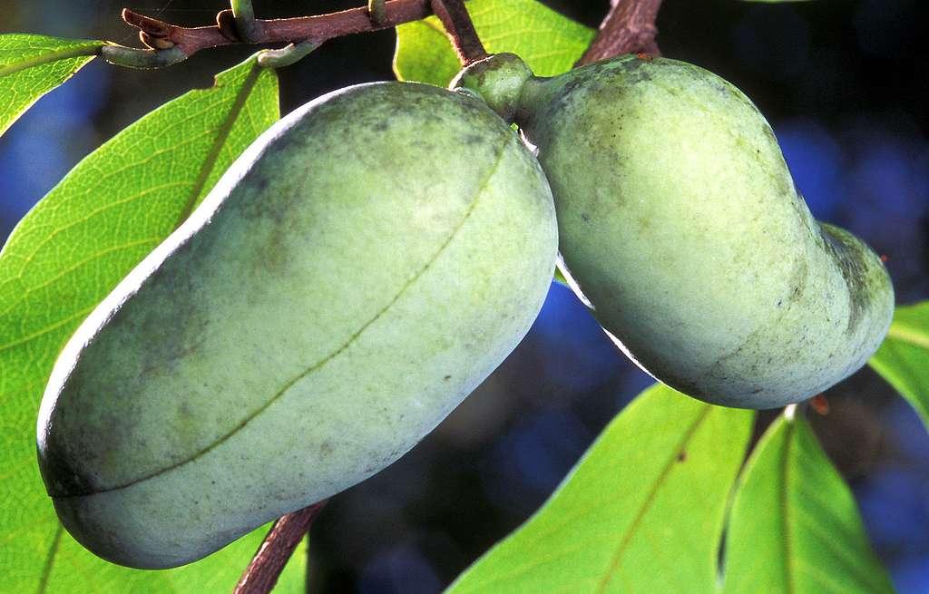 easy fruits to grow in florida