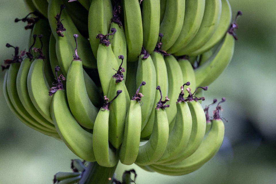 What Makes a Fruit Exotic