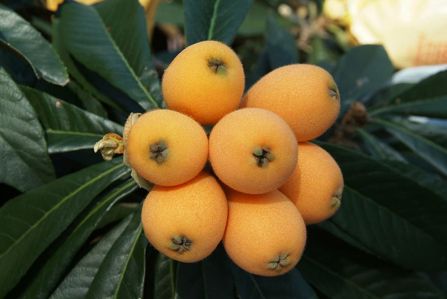 Self Pollinating Fruit Trees Zone 9