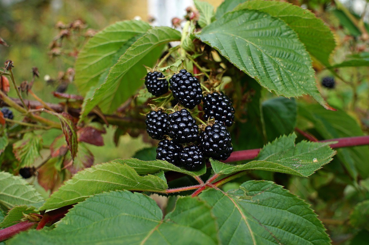 fruit plants to grow inside