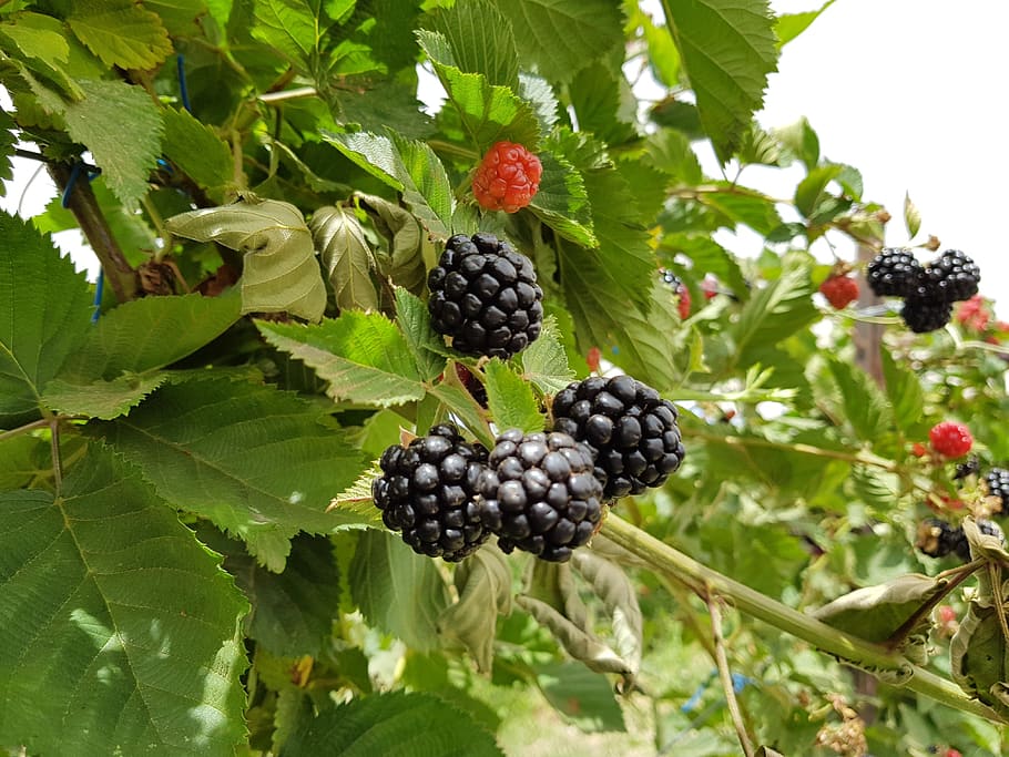 Best Fruit Trees to Grow in East Texas