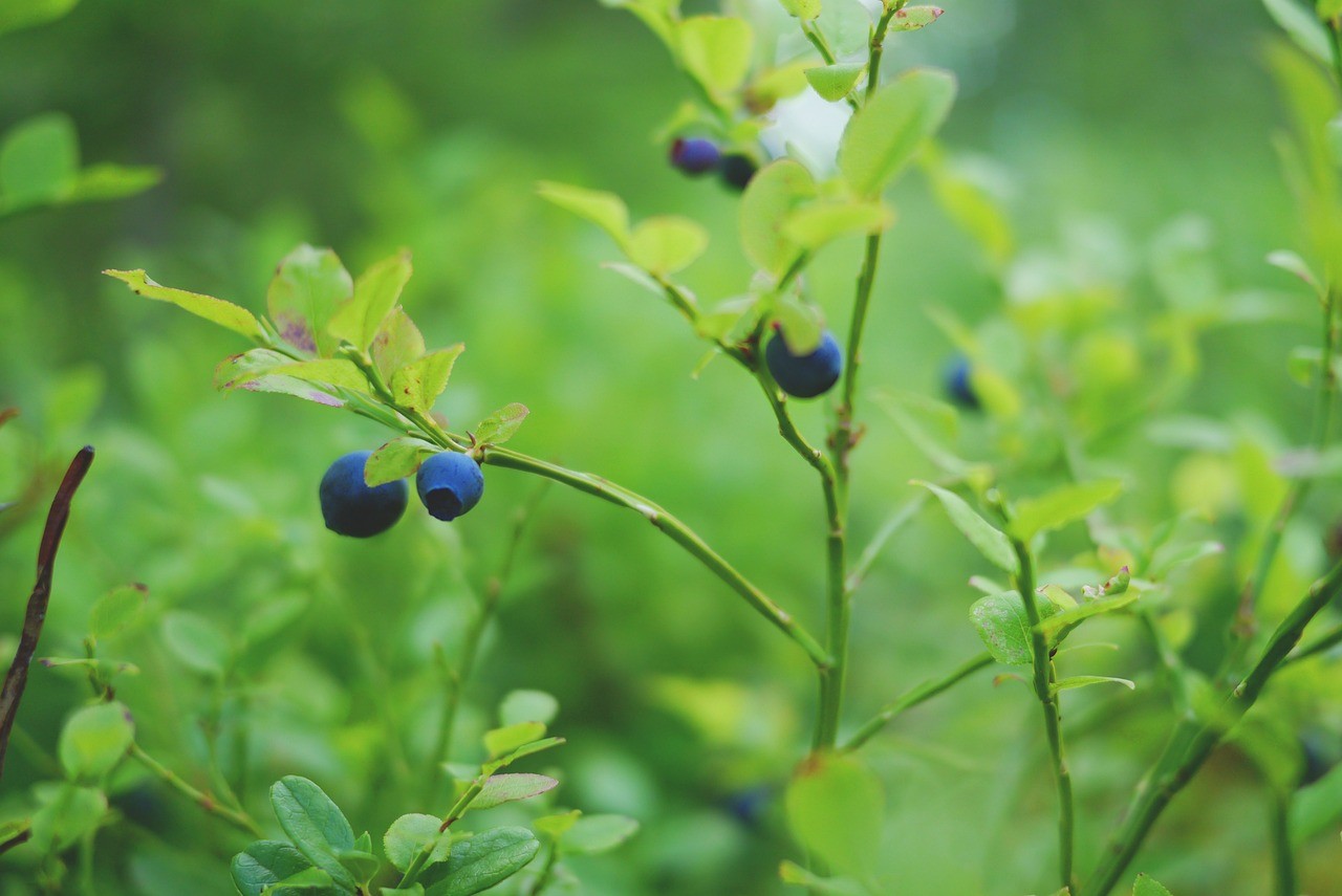best fruit trees to grow in florida