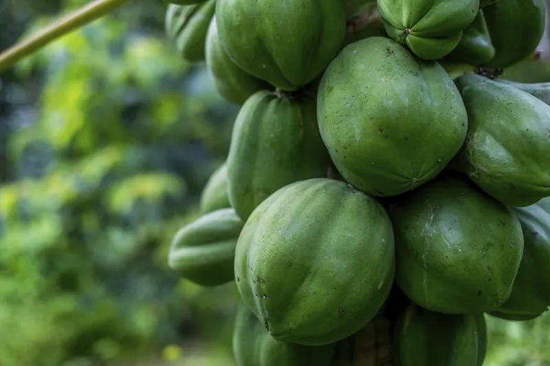 Difference Between Tropical And Exotic Fruits