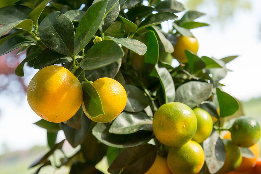 Best Fruit Trees for Containers Southern California