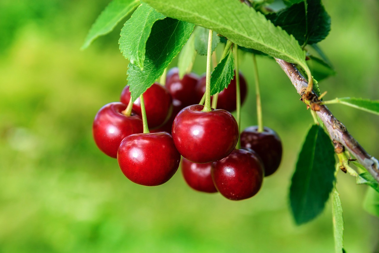 Best Fruit Trees for Small Spaces Uk