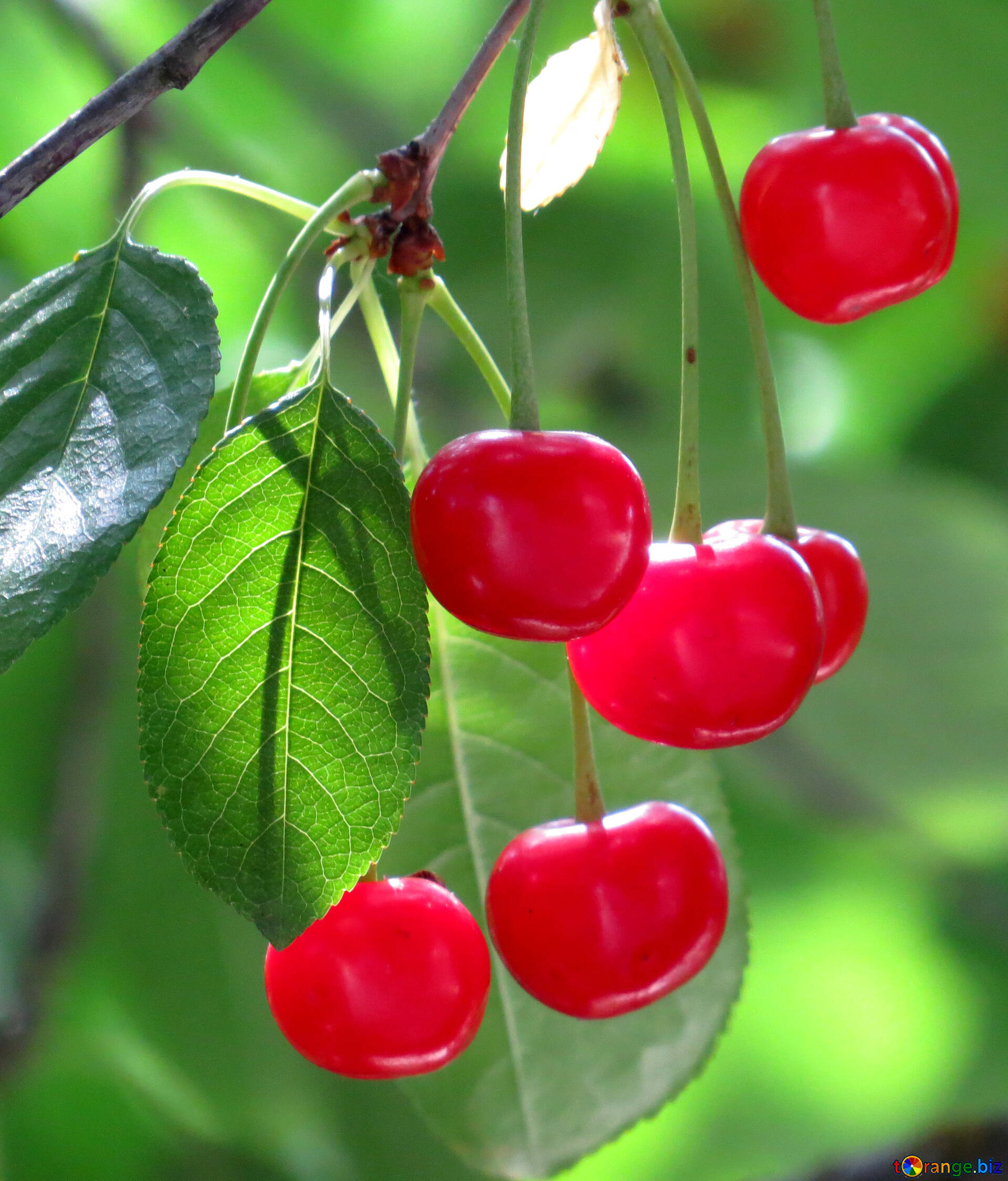 Dwarf Cherry Trees
